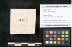 Foto (Objekt + Etikett) von Royena graeca Unger (NHMW-GEO-2024-0188-8172)